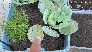 Whats Happening To My Cabbage Leaves  Unexpected Visitor [upl. by Otilopih]