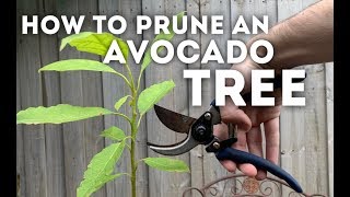 How to Prune an Avocado Tree [upl. by Anrehs]