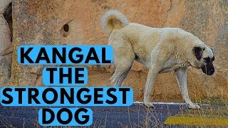 Kangal Shepherd  Dog Breed with Strongest Bite Force [upl. by Quitt]