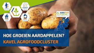 Aardappels  Hoe groeien aardappelen [upl. by Tigges]