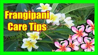 Frangipani Tree Care Plumeria Tree Frangipani Pruning Frangipani Diseases and Fertilizer [upl. by Hsirehc]