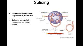 RNA Processing [upl. by Leasia9]