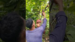 💚 harvest Cocoa in my little farm 💚 buhaymagsasaka farming [upl. by Inajar]