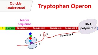 Tryptophan operon [upl. by Woodall996]