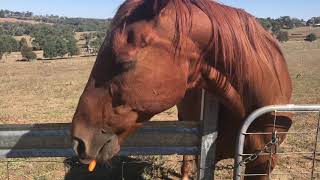 Horse eating carrots ASMR [upl. by Francis]