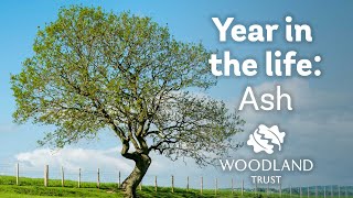 A Year in the Life of an Ash Tree  Woodland Trust [upl. by Krueger]