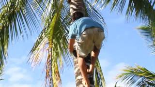 Lifecycle of the coconut tree [upl. by Aesoh]