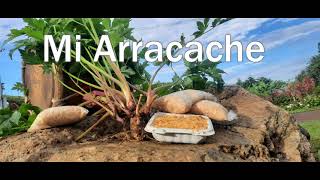 Mi Arracache [upl. by Ayiram]