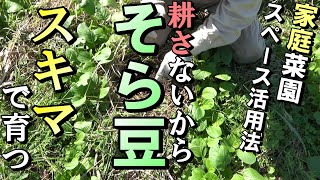 自然農］耕さないから「そらまめ」はスキマで育つ 家庭菜園スペース活用法 2020年10月23日natural farming [upl. by Ylloh]