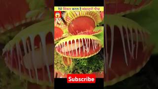 How carnivorous plants work plants insects carnivorousanimals animals nature wildlife shorts [upl. by Ayidah179]