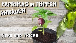 Paprikas in TöpfenKübeln erfolgreich anbauen  Tipps und Tricks [upl. by Rebor]