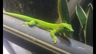 Phelsuma Grandis  Grosser Madagaskar Taggecko [upl. by Orsola127]