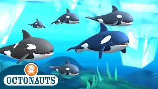 Octonauts  Arctic Orcas amp The Dolphin Reef Rescue  Cartoons for Kids  Underwater Sea Education [upl. by Sirronal338]