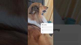 Dog sing a song coolie dogsong siblings germanshepherd husky doglife youtube [upl. by Innor859]