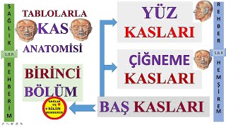 1Kas Anatomisi  Baş Kasları  Çiğneme Kasları  Yüz Kasları M orbicularis oris M Buccinator 1 [upl. by Leidgam]