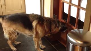 German Shepherd Extremely Barking 2 [upl. by Nahama492]