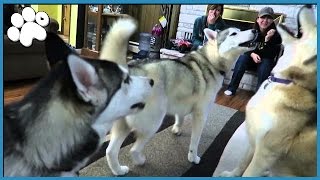 4 HUSKIES HOWLING TOGETHER [upl. by Assillam483]