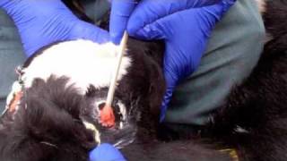 Calf Disbudding Using Dehorning Paste [upl. by Ellehcyt]