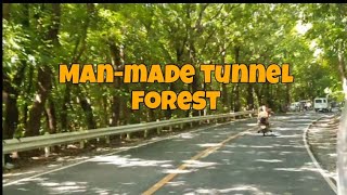 Manmade Forest Tunnel in La Union [upl. by Arraik889]