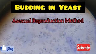 Budding in Yeast  Slide of Yeast Asexual Reproduction Method [upl. by Mariandi595]