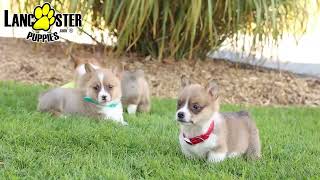 Adorable Welsh Corgi Puppies [upl. by Keven107]