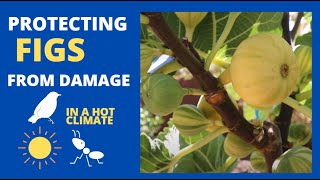 Protecting Figs from Birds Ants and Intense Sun [upl. by Baniaz]