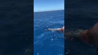 Spotted spinner and Bottlenose dolphins hawaii kauai ocean dolphin spinner bottlenosedolphin [upl. by Charmion]