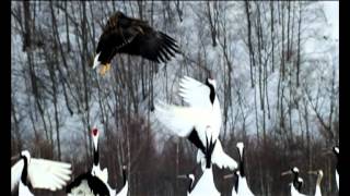 Політ над землею Earthflight BBC Discovery на Мега [upl. by Jobye]