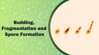 Budding Fragmentation and Spore Formation [upl. by Camila611]