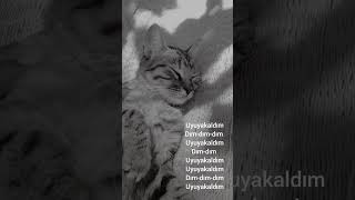 Uyuyakaldım kedi alarm sesi [upl. by Carrington]