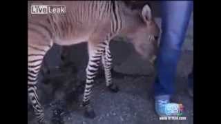 Zebra Mating Donkey Result Zonkey [upl. by Sousa576]