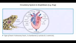 How amphibian hearts work [upl. by Aeht]