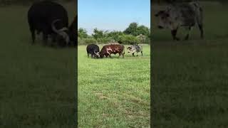 Nguni Bull vs Buffalofighting [upl. by Araminta609]