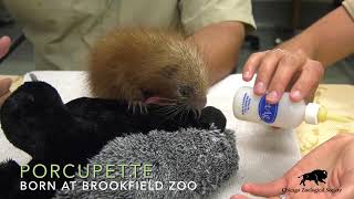 Baby PrehensileTailed Porcupine [upl. by Fridell]