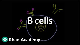 B lymphocytes B cells  Immune system physiology  NCLEXRN  Khan Academy [upl. by Septima]