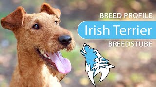 ► Irish Terrier Breed 2020 Temperament amp Training [upl. by Merna]