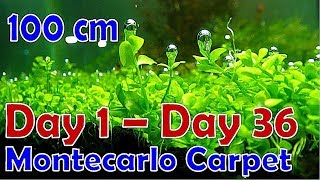 How to Make an Aquascape with the Micranthemum Monte Carlo theme [upl. by Marthe]