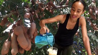 Jamaican Tamarind Drink RECIPE Tamarind BENEFITS  HOW to EAT Tamarinds  Earths Medicine [upl. by Naugal]