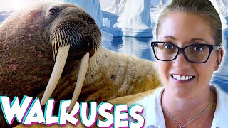 Why Walruses Are This Marine Biologists Favorite Animal [upl. by Learrsi]