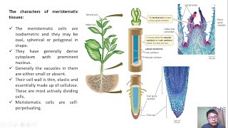 Organisation of Apical Shoot Meiristem Botany [upl. by Aivull]