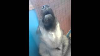 Norwegian Elkhound Leif Howling 1 [upl. by Noiro]