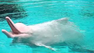 EXCLUSIVE Baby Pink Dolphin Born at Underwater World Singapore [upl. by Aiekat]