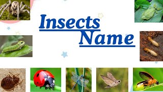 Insects name insects  insects name in english and hindi Brainybunch55 [upl. by Ynnaej]