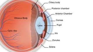 Eye Anatomy [upl. by Erdnuaed]