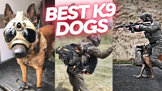 The Best K9 Dogs Compilation  Capturing Action amp Heartwarming Moments [upl. by Cassy297]