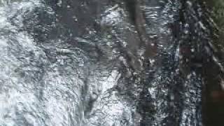 Nehalem River Coho swimming up fish ladder [upl. by Farrica984]