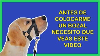 BOZAL PARA PERROS  Los 5 TIPS que todos deberíamos CONOCER antes de su uso 🐶🐶🐶 [upl. by Field]