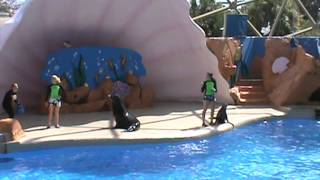 Miami Seaquarium Sea Lion Show [upl. by Laband151]