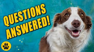 Things You Should Know about Border Collies [upl. by Arema530]