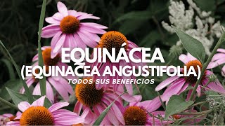 Beneficios de la EQUINÁCEA Equinacea angustifolia Tintura madre y Microdosis [upl. by Lyford881]